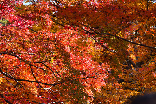 京都　東福寺　美しい秋の赤いもみじの紅葉（日本京都府京都市）
Kyoto : Tofukuji Temple:Beautiful autumn red maple foliage (Kyoto City, Kyoto Prefecture, Japan)
