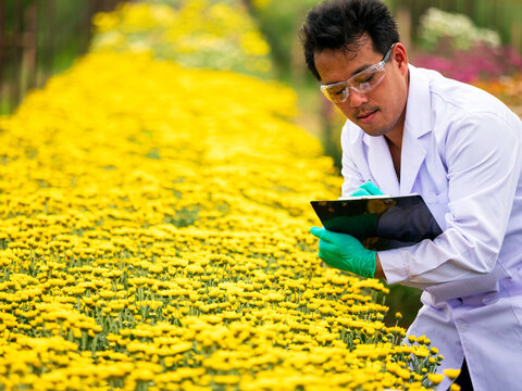 Researcher man recording data beside yellow flowers in a nursery, focused on botany science, horticulture, plant observation, agriculture and careful field research