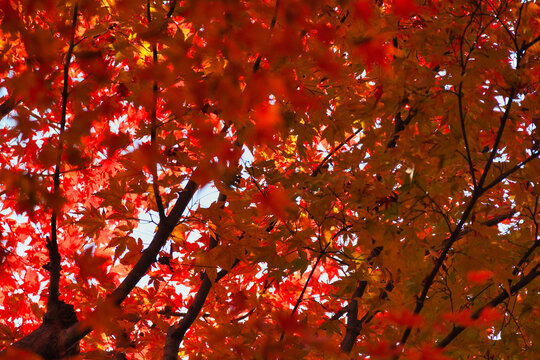京都　東福寺　美しい秋の赤いもみじの紅葉（日本京都府京都市）
Kyoto : Tofukuji Temple:Beautiful autumn red maple foliage (Kyoto City, Kyoto Prefecture, Japan)
