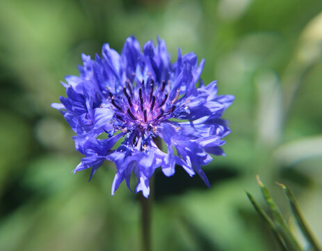 Centaurea cyanus cornflower in bloom &acirc;&euro;&rdquo; true blue tubular florets Flanders Fields WWI memorial wildflower portrait