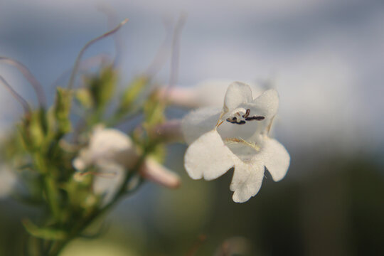 Penstemon digitalis white beard-tongue, tubular two-lipped flowers hairy staminode native perennial, green bokeh