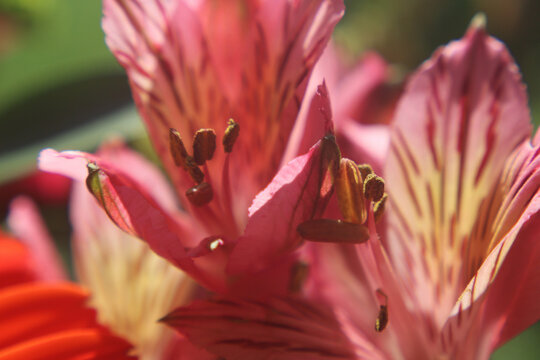Alstroemeria Peruvian lily interior macro, pink tepals dark maroon tiger-stripe markings russet anthers two blooms