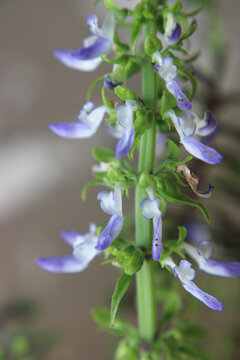Amphicarpaea bracteata hog peanut native vine, bicolor lavender-white pea flowers papilionaceous botanical close-up