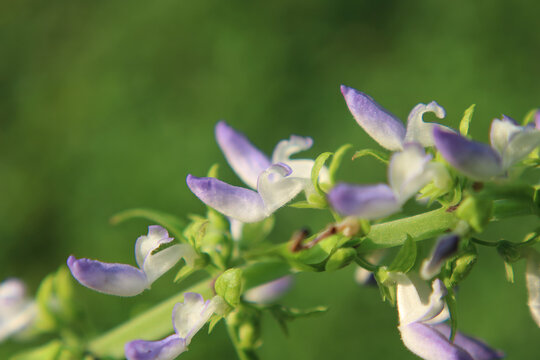 Amphicarpaea bracteata hog peanut native vine, bicolor lavender-white pea flowers papilionaceous botanical close-up