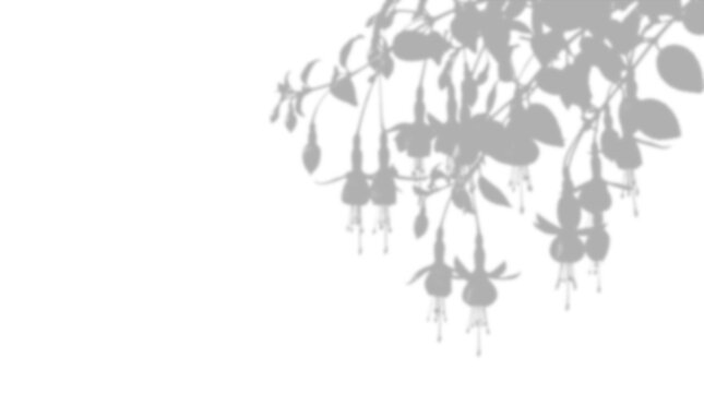 Fuchsia plant shadow overlay isolated on transparent background
