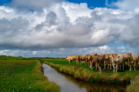 Herd gathers across the green pasture. French cattle form herd beneath clouds. Herd grazes through fresh summer grass. Livestock farming keeps herd outdoors.