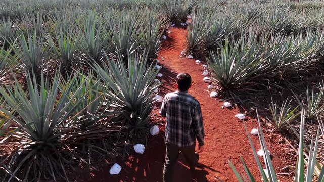 Man walking among blue agave fields in Tequila Jalisco Mexico under the sun
