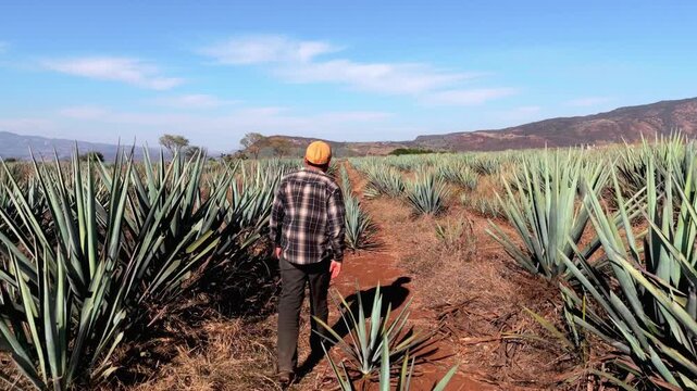 Person walking among blue agave fields in Tequila Jalisco Mexico