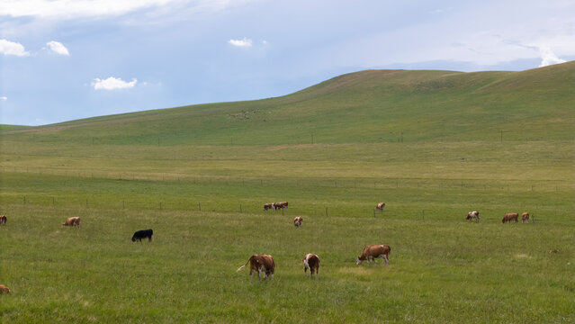 Herd of cattle grazing and resting leisurely on the broad prairie. Livestock enjoying fresh grass on open grassland, peaceful pastoral natural scenery of Inner Mongolia.
