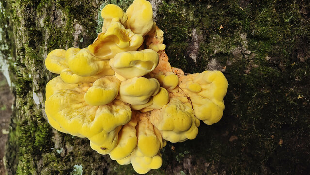Bright yellow chicken of the woods mushroom growing on a mossy tree trunk