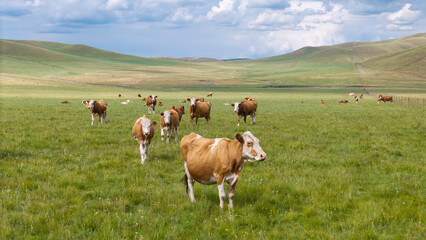 Herd of cattle grazing and resting leisurely on the broad prairie. Livestock enjoying fresh grass on open grassland, peaceful pastoral natural scenery of Inner Mongolia. © Guiyi