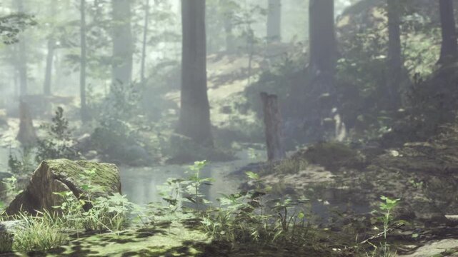 Tall trees surround a small pond in a forest. Light filters through the leaves. Green plants grow near the water. This scene shows a natural setting in the morning.