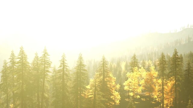 Sunlight filters through tall trees in a forest. Golden leaves cover the ground as the sun illuminates the landscape. The scene captures the essence of autumn.