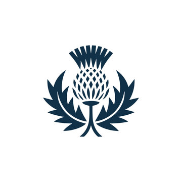 Stylized scottish thistle flower icon, national symbol of scotland