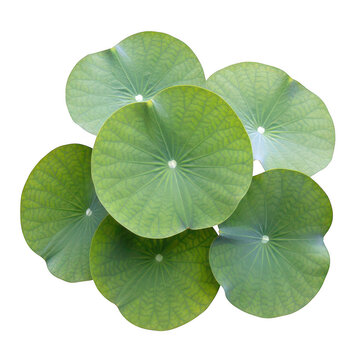 Lotus leaves cluster
