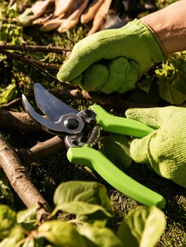Gardening tools with pruning shears and green gloves