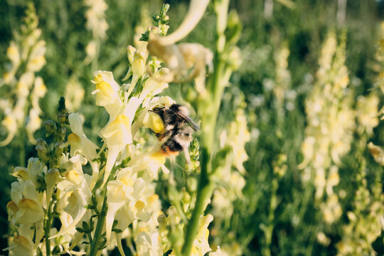 Bumblebee pollinating yellow snapdragon flower in summer field