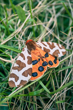 Garden tiger moth showing its vibrant orange underwings with blue-black spots in natural habitat