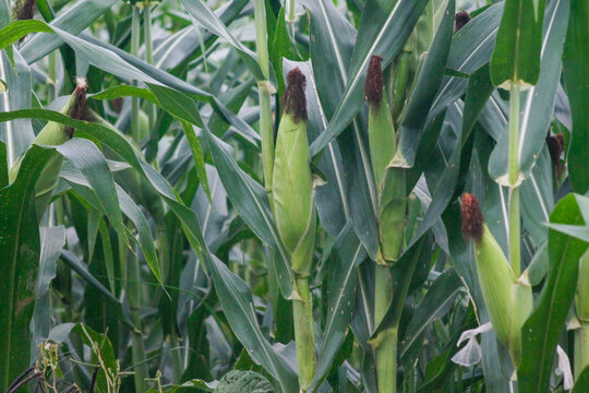Fresh green corn cob growing on stalk in agricultural maize field, close up	