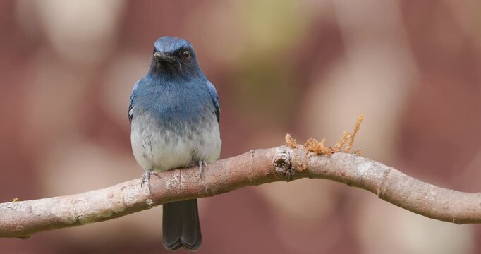 Male White-bellied Blue Flycatcher singing and taking off from dawn perch in the Western Ghats jungle