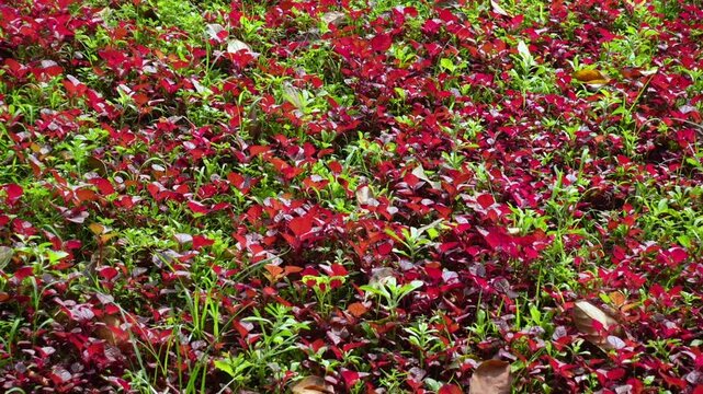 Red amaranth is being cultivated in the field.