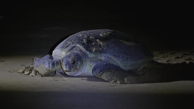 Green sea turtle mother going to sea after laying eggs in sand