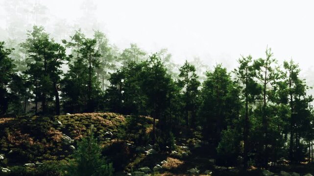 The scene shows a forest with many green trees and some rocks. Fog surrounds the area, giving it a mysterious look. This takes place in the morning.