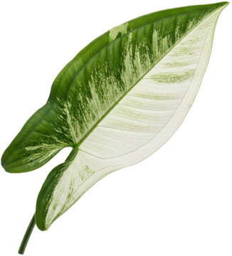 Single variegated syngonium leaf with green and white patterns isolated on white.