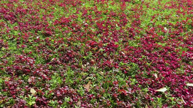 Red amaranth is being cultivated in the field.