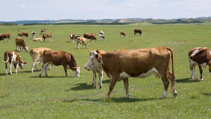 Herd of cattle grazing and resting leisurely on the broad prairie. Livestock enjoying fresh grass on open grassland, peaceful pastoral natural scenery of Inner Mongolia. © Guiyi