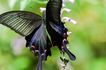 HD insect footage: close-up of a swallowtail butterfly wing with green shiny scales and red moon spots © Yf