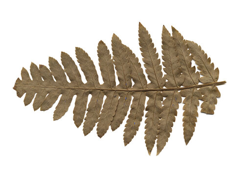 Dried Fern Frond Macro Photograph Black Background Botanical Specimen