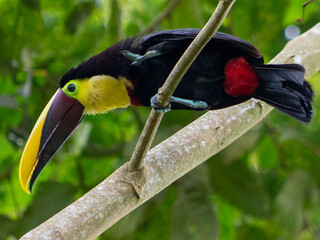 A Chestnut-mandibled Toucan in a plaintain tree in Chachagua, Costa Rica © Maureen