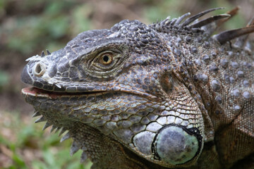 Fototapeta premium A close-up of a male Black Spiny-tailed Iguana near Playa Conchal in Guanacaste, Costa Rica