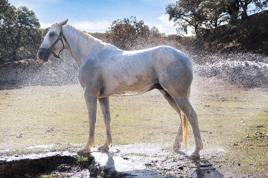 White Horse Sprayed With Water In Sunlight. Guadalajara, Jalisco. Mexico