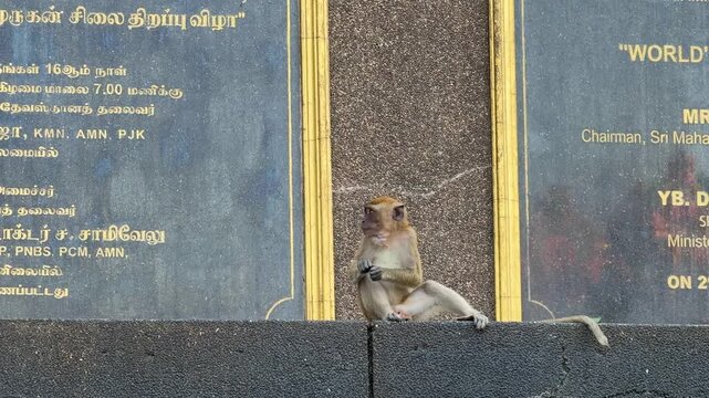 Malaysia, Kuala Lumpur 27.08.2026 - Visited the Batu Caves, many wild, bold monkeys climbing the cave walls and the temples, snatching bags from people and fighting each other, a monkey eating banana