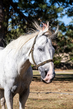 Peaceful White Horse With Blowing Mane In Sunlight.
