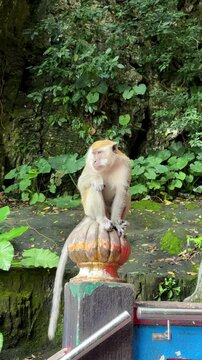 Malaysia, Kuala Lumpur 27.08.2026 - Visited the Batu Caves, many wild, bold monkeys climbing the cave walls and the temples, snatching bags from people and fighting each other, a monkey eating banana