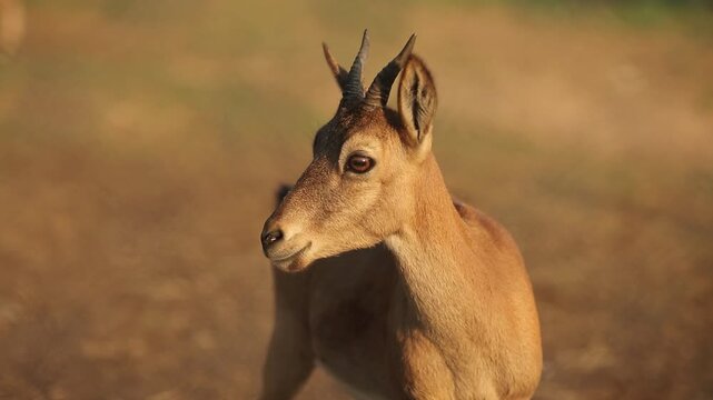 Close-up video of young female or calf of West Caucasian tur also known like Capra caucasica, mountain dwelling goat antelope looks at camera, twitches its ears in natural habitat. Wild life, zoo