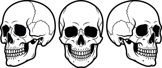 Fototapeta premium Human Skull Vector Illustration Set with Front and Side Profile Views in Black and White Outline Style for Anatomy and Halloween Graphic Designs