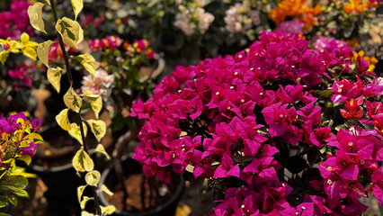 Bougainvillea, known as paper flower blooming, green leaves, and soft background blur. Colorful bracts and easy-care nature make it a popular plant suited to garden, landscape, and floral themes. © rifnaldi