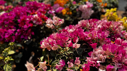 Bougainvillea, known as paper flower blooming, green leaves, and soft background blur. Colorful bracts and easy-care nature make it a popular plant suited to garden, landscape, and floral themes. © rifnaldi
