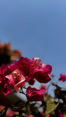 Bougainvillea, known as paper flower blooming, green leaves, and soft background blur. Colorful bracts and easy-care nature make it a popular plant suited to garden, landscape, and floral themes. © rifnaldi