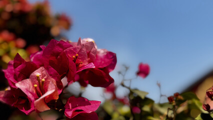 Bougainvillea, known as paper flower blooming, green leaves, and soft background blur. Colorful bracts and easy-care nature make it a popular plant suited to garden, landscape, and floral themes. © rifnaldi