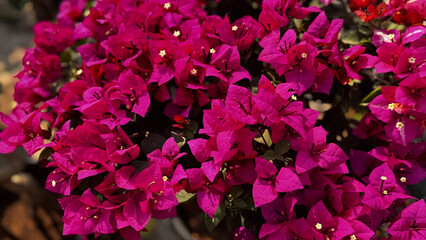 Bougainvillea, known as paper flower blooming, green leaves, and soft background blur. Colorful bracts and easy-care nature make it a popular plant suited to garden, landscape, and floral themes. © rifnaldi