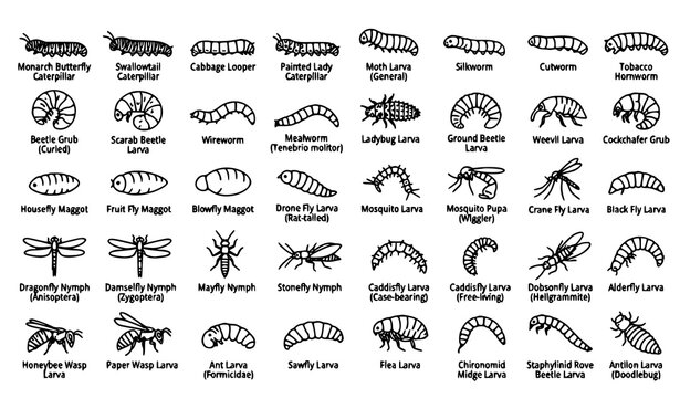 Larva Insect Life Cycle Black Line Art Editable Vector Icon Collection