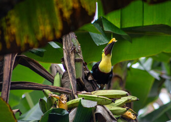 A Chestnut-Mandibled Toucan, or Yellow-Throated Toucan, eating a plaintain in Chachagua, Costa Rica © Maureen
