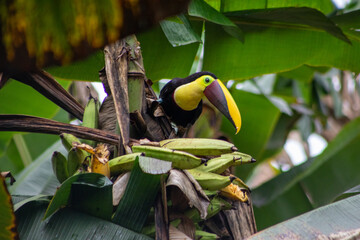 A Chestnut-mandibled Toucan in a plaintain tree in Chachagua, Costa Rica © Maureen