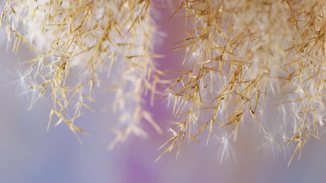 Golden grass blur. Wind nature background. Fluffy yellow brown ripe old plant swaying on purple violet color glow abstract botanical wild.