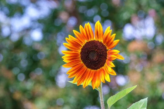 Vibrant Orange Sunflower Blooming with Beautiful Bokeh Background